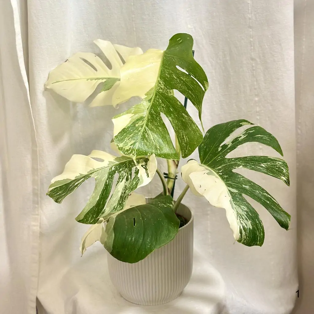 Monstera deliciosa ‘Albo-Variegata’ 1