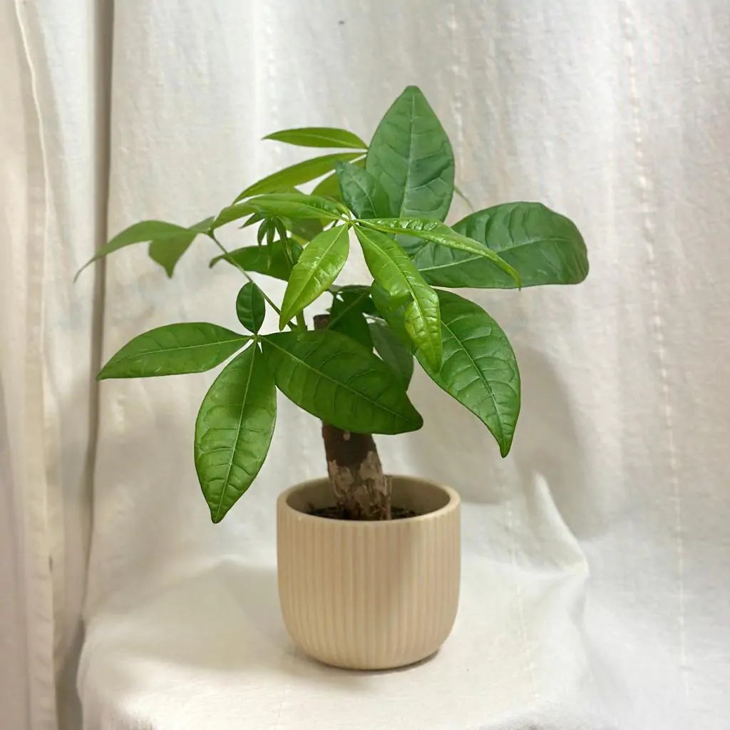 Pachira aquatica
