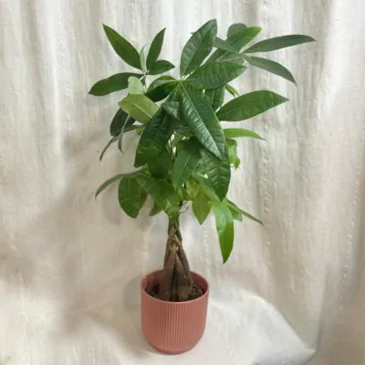 pachira aquatica