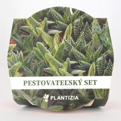 pestovatelsky set aloe mix semena sukulentov izbove rastliny