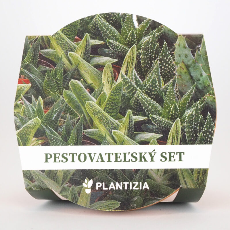 pestovatelsky set aloe mix semena sukulentov izbove rastliny