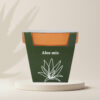 Pestovateľský set Aloe mix pestovatelsky set aloe mix semena sukulentov izbove rastliny