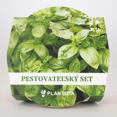 pestovatelsky set bazalka prava semienka semena byliniek rastlin