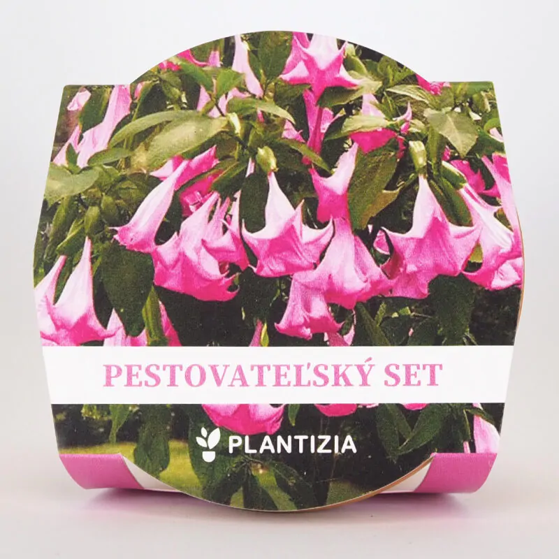 pestovatelsky set brugmansia suaveolens pink anjelska truba zu semien semena kvitnucich rastlin