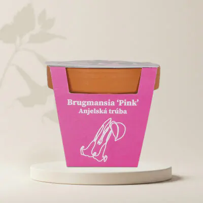 pestovatelsky set brugmansia suaveolens pink anjelska truba zu semien semena kvitnucich rastlin