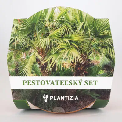 pestovatelsky set chamaerops humilis palmicka nizka zo semien semena izbovych rastlin plantizia