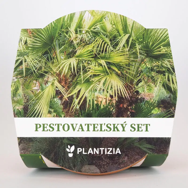 pestovatelsky set chamaerops humilis palmicka nizka zo semien semena izbovych rastlin plantizia