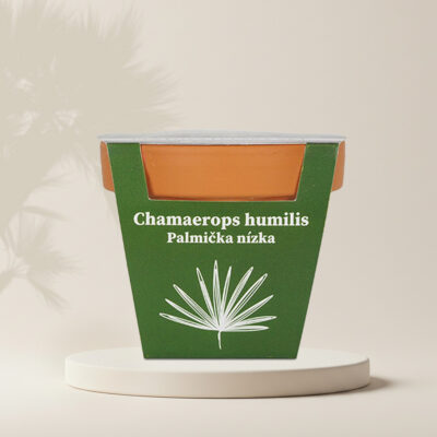 pestovatelsky set chamaerops humilis palmicka nizka zo semien semena izbovych rastlin plantizia