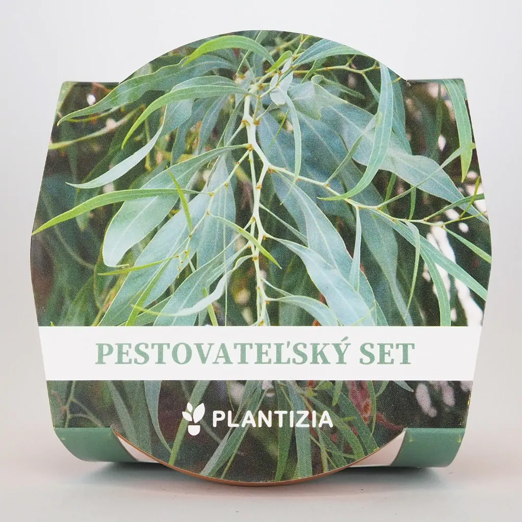 Pestovateľský set Eucalyptus nicholii pestovatelsky set Eucalyptus nicholii pestovanie zo semien semena izbovych rastliny