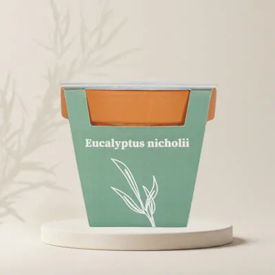 pestovatelsky set Eucalyptus nicholii pestovanie zo semien semena izbovych rastliny