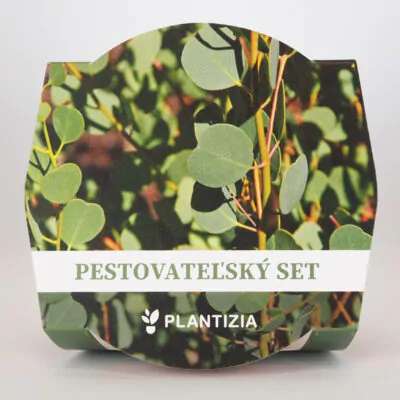 pestovatelsky set Eucalyptus websteriana pestovanie zo semien semena izbovych rastlin