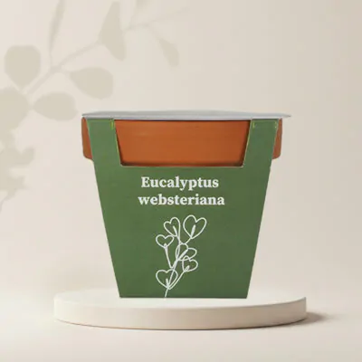 pestovatelsky set Eucalyptus websteriana pestovanie zo semien semena izbovych rastlin