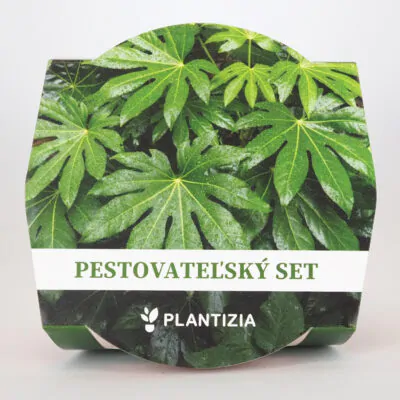 pestovatelsky set fatsia japonica zo semien semena izbovych rastlin plantizia semienka