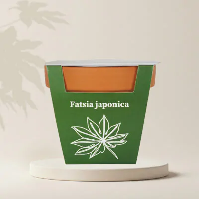 pestovatelsky set fatsia japonica zo semien semena izbovych rastlin plantizia semienka