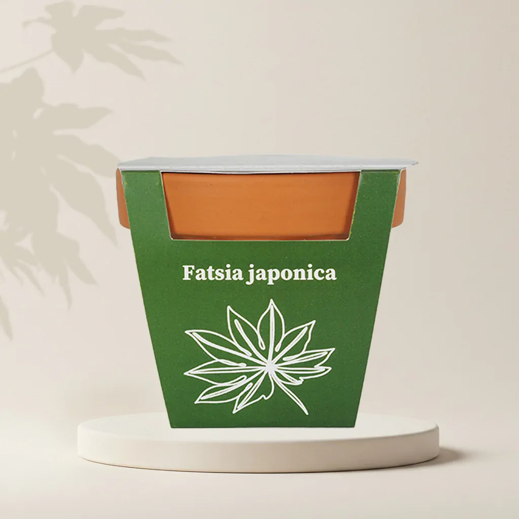 Pestovateľský set Fatsia japonica
