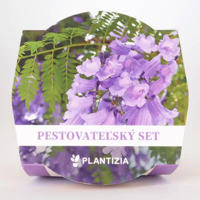 pestovatelsky set jacaranda mimosifolia zo semien pestovanie zo semienok