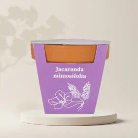 Pestovateľský set Jacaranda mimosifolia