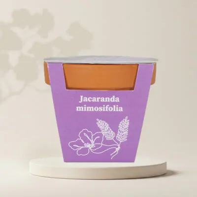 pestovatelsky set jacaranda mimosifolia zo semien pestovanie zo semienok