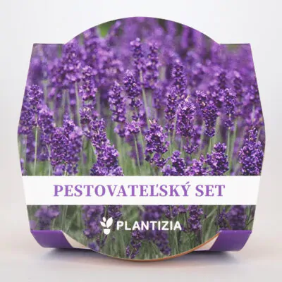 semienka levandula lekarska lavandula angustifolia zo semien semena byliniek pestovatelsky set