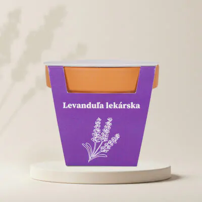 semienka levandula lekarska lavandula angustifolia zo semien semena byliniek pestovatelsky set