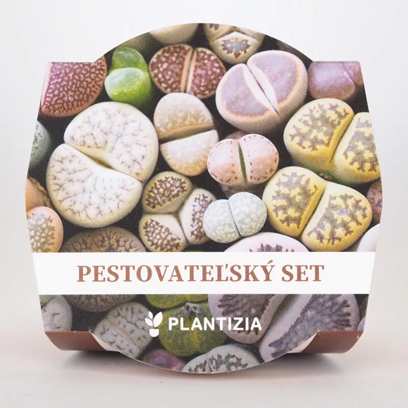 pestovatelsky zive kamene lithopsy mix sukulentov zo semien semienka izbovych rastlin
