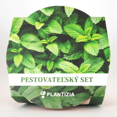 pestovatelsky set mata mentha sp bylinky zo semien semienka rastlin