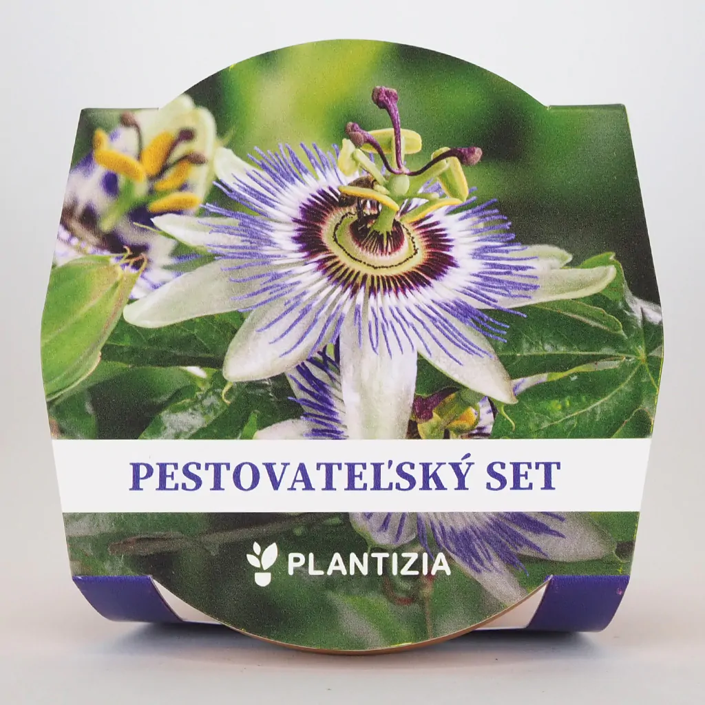 Pestovateľský set Mučenka / Passiflora caerulea pestovatelsky set mucenka kristova koruna semienka Passiflora caerulea fialove kvety zo semien semena rastlin plantizia