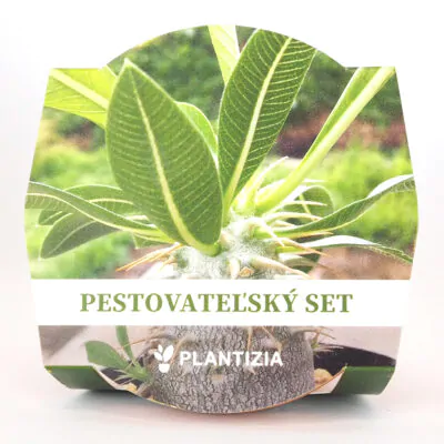 pestovatelsky set semienka Pachypodium densiflorum sukulent zo semien semena izbovych rastlin plantizia