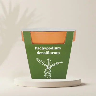 pestovatelsky set semienka Pachypodium densiflorum sukulent zo semien semena izbovych rastlin plantizia