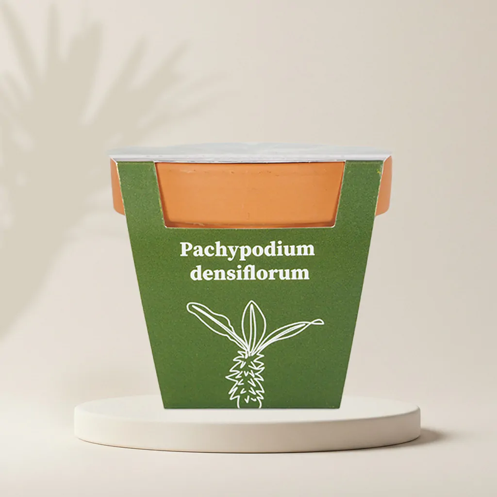 Pestovateľský set Pachypodium densiflorum