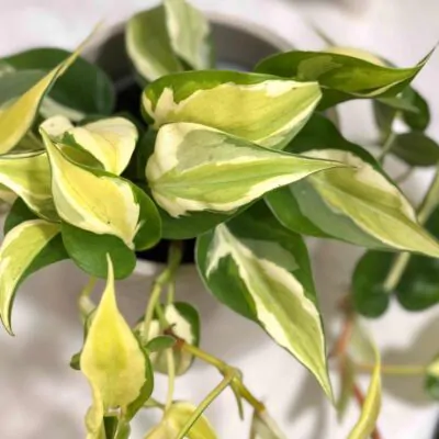Philodendron hederaceum Rio tahava panasovana izbova rastlina