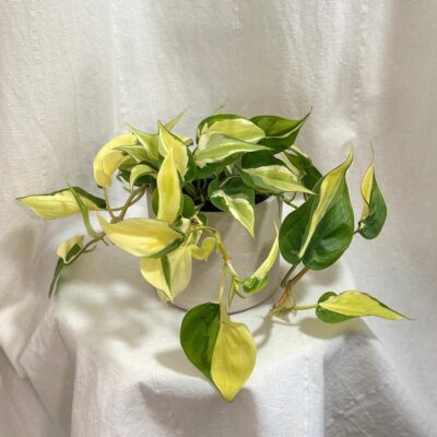 Philodendron hederaceum Rio tahava panasovana izbova rastlina