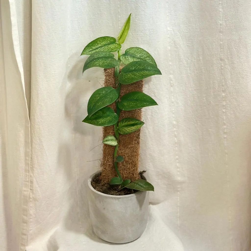 Rhaphidophora hongkongensis variegata