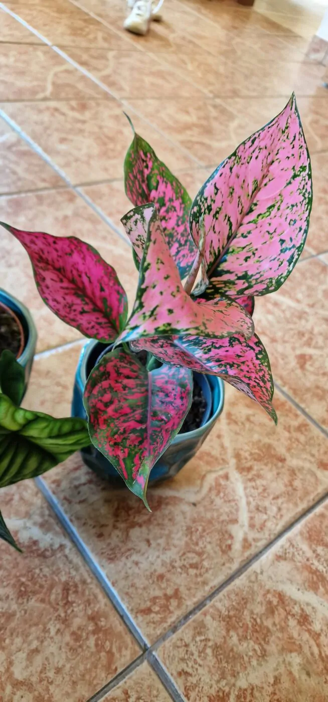 Image #1 from Tatiana Melichová