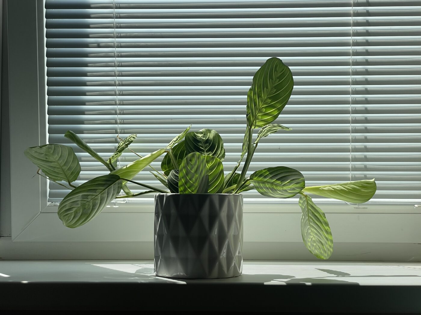 Image #1 from Miriam