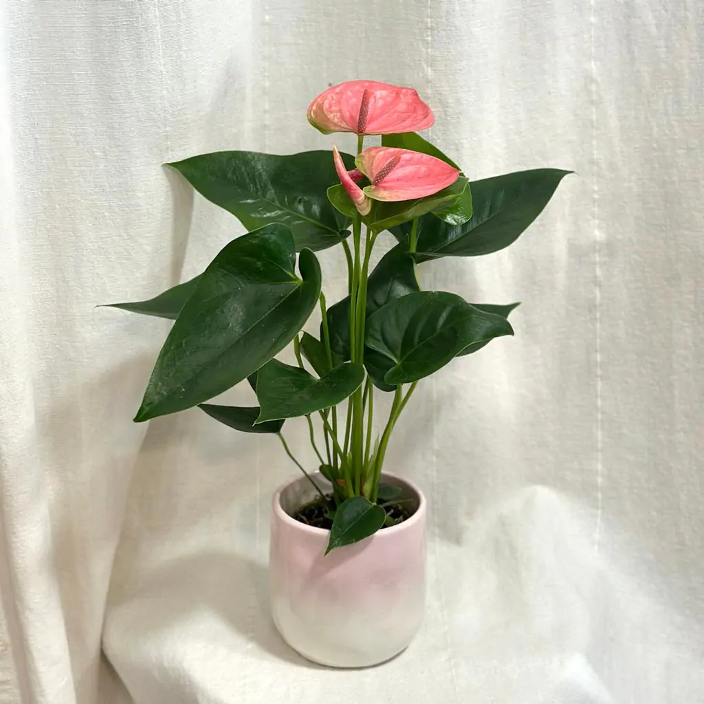 Anthurium andraeanum ‘Sweet Dream’