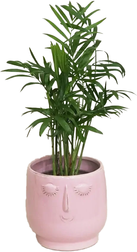 chamaedorea rastllinkobranie Plantizia.sk