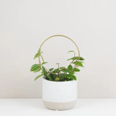 dekorativna opora pre rastliny kruh maly kovova oporna tyc ku kvetom