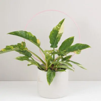 Dekoratívna opora na rastliny kruh veľký dekorativna opora pre rastliny kruh velky kovova oporna tyc ku kvetom