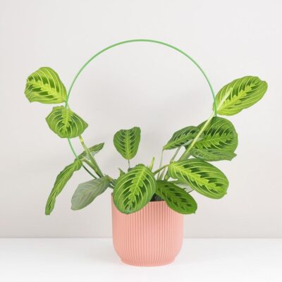 Dekoratívna opora na rastliny kruh veľký dekorativna opora pre rastliny kruh velky kovova oporna tyc ku kvetom