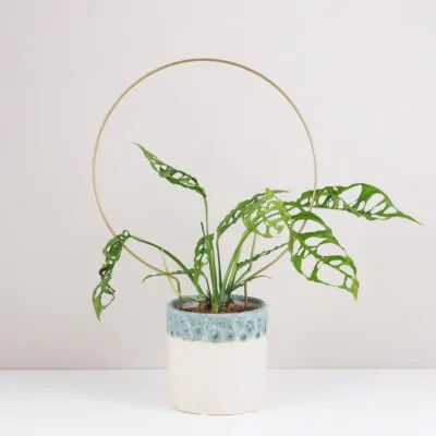 Dekoratívna opora na rastliny kruh veľký dekorativna opora pre rastliny kruh velky kovova oporna tyc ku kvetom