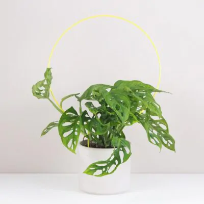 Dekoratívna opora na rastliny kruh veľký dekorativna opora pre rastliny kruh velky kovova oporna tyc ku kvetom