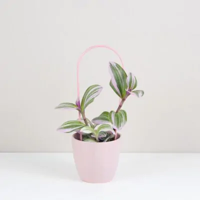 Dekoratívna opora na rastliny oblúk malý dekorativna opora pre rastliny obluk maly kovova oporna tyc ku kvetom