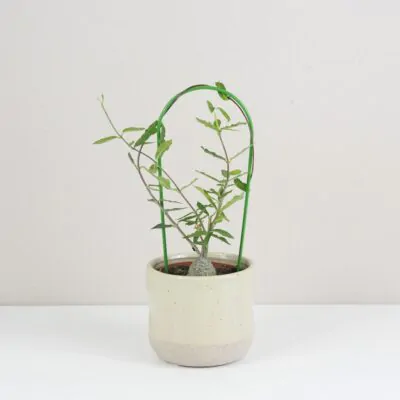 Dekoratívna opora na rastliny oblúk malý dekorativna opora pre rastliny obluk maly kovova oporna tyc ku kvetom