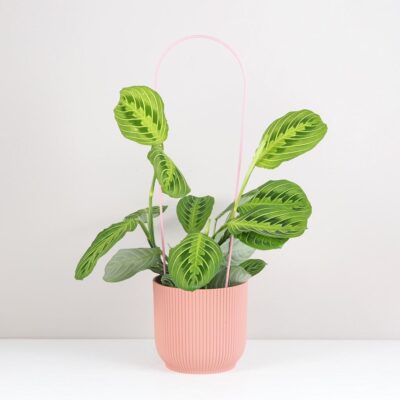 dekorativna opora pre rastliny obluk velky kovova oporna tyc ku kvetom