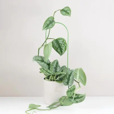 Dekoratívna opora na rastliny oblúk veľký dekorativna opora pre rastliny obluk velky kovova oporna tyc ku kvetom