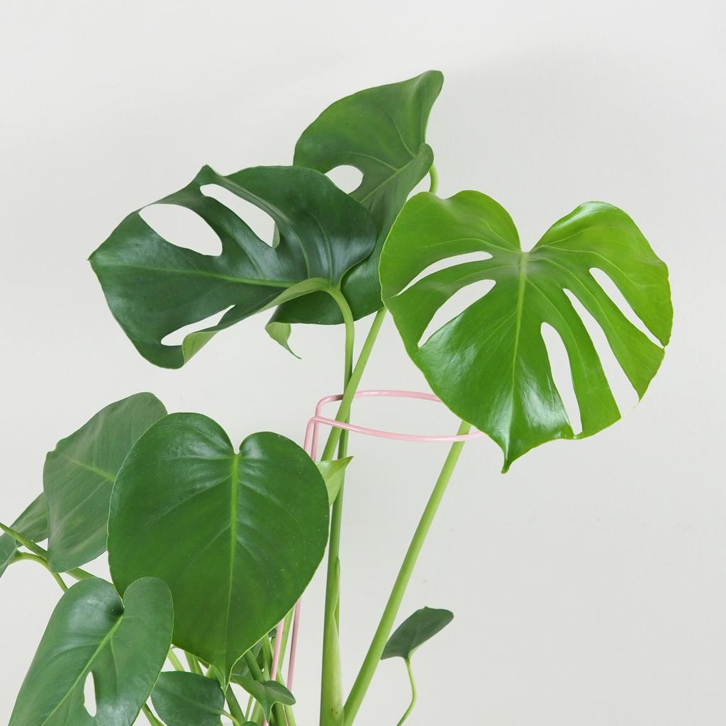 Rastliny potrebujú oporu – opory pre rastliny podporia ich zdravší rast a krajší tvar dekorativna opora pre rastliny obruc kovova oporna tyc ku kvetom