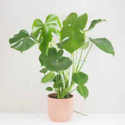 Dekoratívna opora na rastliny obruč Ø 14 cm dekorativna opora pre rastliny obruc kovova oporna tyc ku kvetom