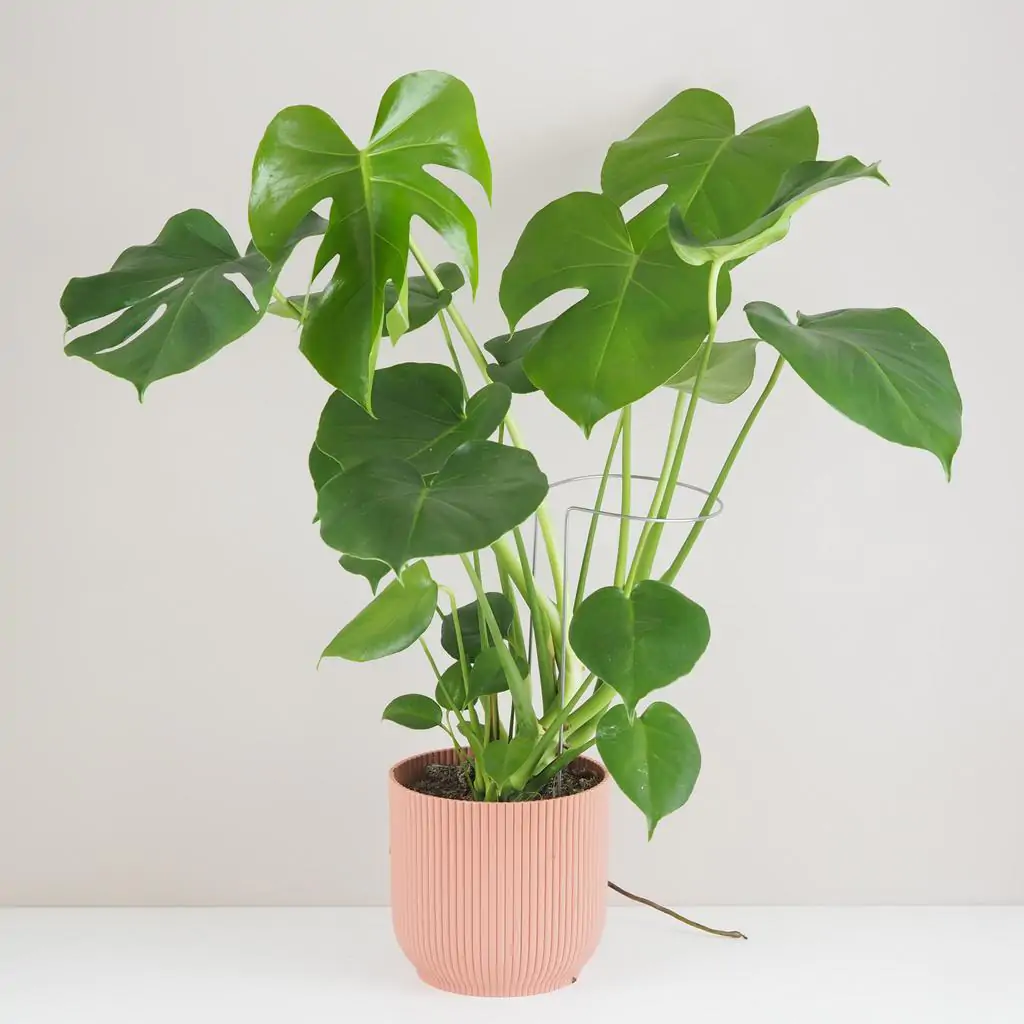 Dekoratívna opora na rastliny obruč Ø 14 cm dekorativna opora pre rastliny obruc kovova oporna tyc ku kvetom