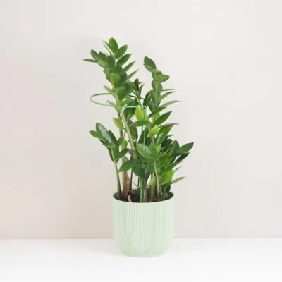 Dekoratívna opora na rastliny obruč Ø 14 cm dekorativna opora pre rastliny obruc kovova oporna tyc ku kvetom